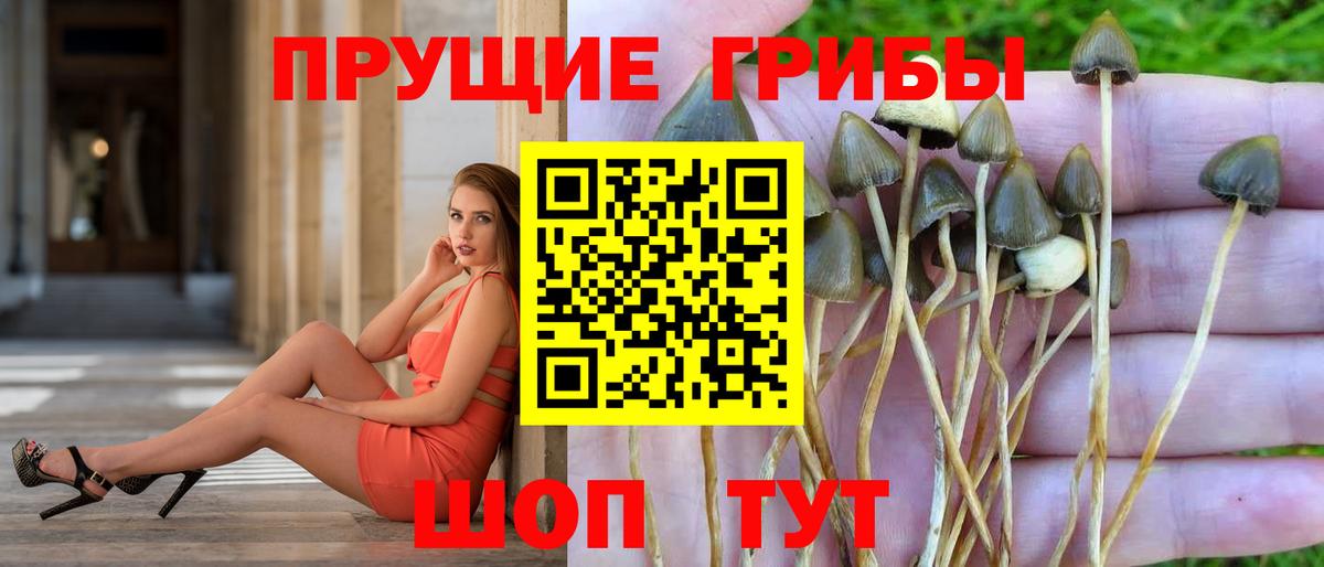 Галлюциногенные грибы Cubensis  Галлюциногенные грибы Psilocybine cubensis  Кизляр  где продают   Вход с VPN 